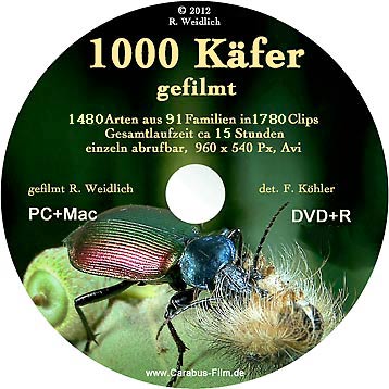 1000 Käfer
