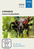 Carabus