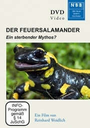 Feuersalamander